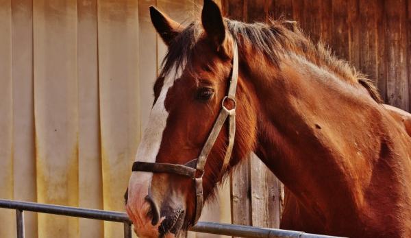 Un vieux cheval connaît son chemin