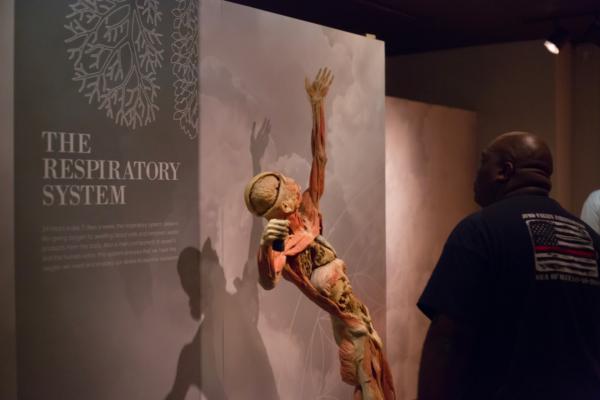 Photo d'un corps plastiné. Des corps similaires ont été exposés à Birmingham et ont attiré l'attention sur la question de leur provenance. (Image : Jean-Pierre Lavoie via flickr / CC BY 2.0)