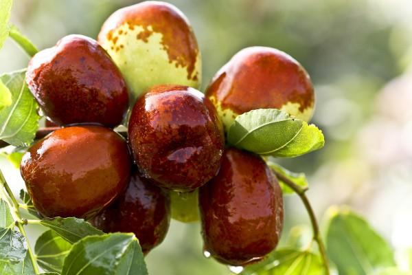 Jujube. (Image: pixabay / CC0 1.0) 