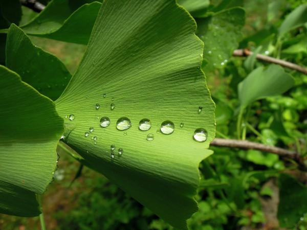 Feuilles de Ginko biloba (Image: pixabay / CC0 1.0) 