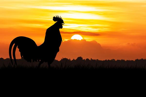 Silhouette de coq chante sur la pelouse sur fond orange de lever (Image : pixabay/Apatcha Muenaksorn)