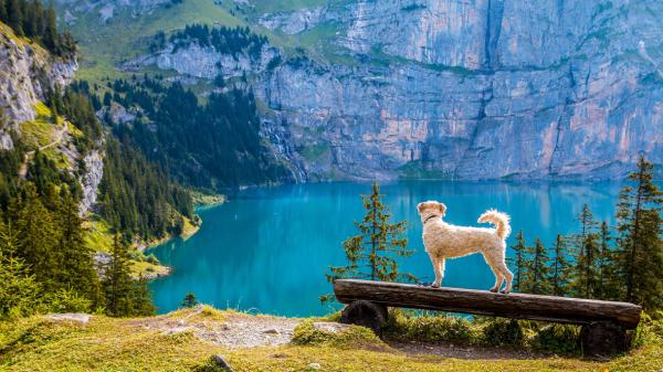 Quand une personne devient un immortel, même ses poules et chiens s’envolent au ciel.