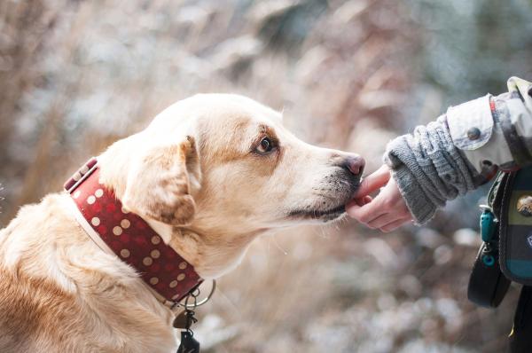 Jouer avec son chien et le promener, marcher, ou courir : autant de façons amusantes et gratifiantes pour faire de l’exercice au quotidien.(Image:pixabay/Lepale)