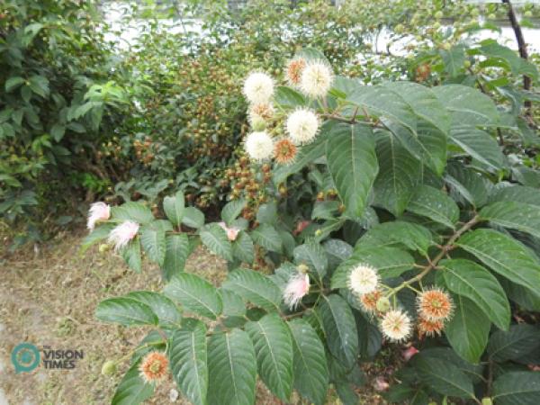 Le barringtonia à grappes dans le marécage 52-jia est connu sous le nom de « feux d’artifices des nuits d’été ». (Image: Billy Shyu / Vision Times)