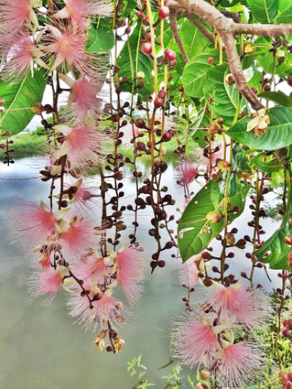 Les magnifiques fleurs de barringtonia à grappes dans le marécage Yilan 52-jia. (Image : Sandy Wang). 