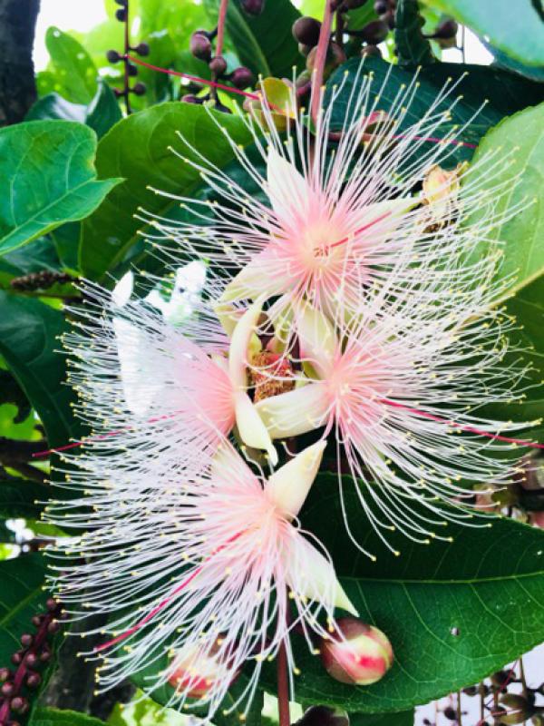 L’été est le moment idéal pour profiter des incroyables fleurs du barringtonia à grappes dans le marécage Yilan 52-jia. (Image : Bily Shyu/ Vision Times)