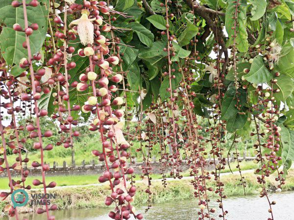 Un espace de réintroduction du barringtonia à grappes dans le Yilan 52-jia.(Image: Billy Shyu / Vision Times) 