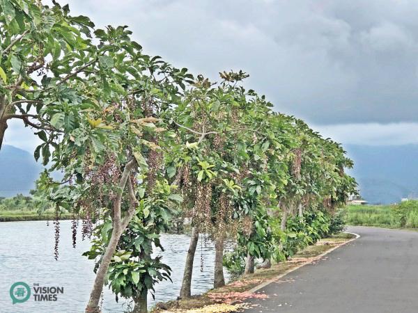 L’arbre ne fleurit que la nuit, et une fleur ne vit que jusqu’à l’aube.(Image: Billy Shyu / Vision Times)