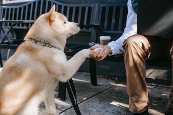 (Image : Zen Chung provenant / Pexels)