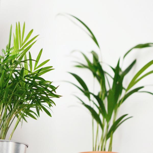 Le palmier bambou agit comme un humidificateur naturel. (Image : Martha Badzińska provenant / Pexels)