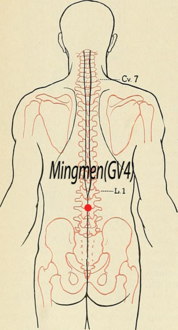 Point d'acupuncture Mingmen GV4