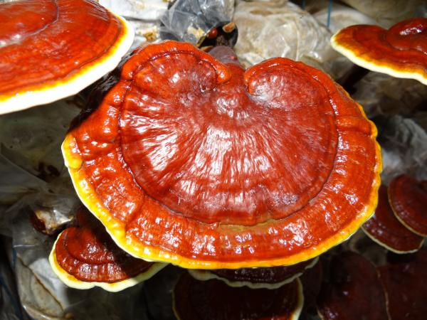 Connu sous le nom de Ling Zhi dans la médecine traditionnelle chinoise, ce champignon inhibe la croissance des bactéries et des virus associés à la grippe. (Image: Viator/Pixabay) 