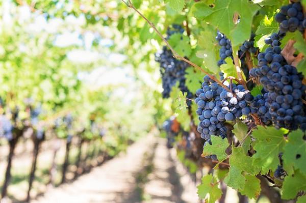Des vignobles sont achetés par de très grandes fortunes chinoises, qui misent sur le renom de grands vins bordelais.(Image : jill111/ Pixabay)