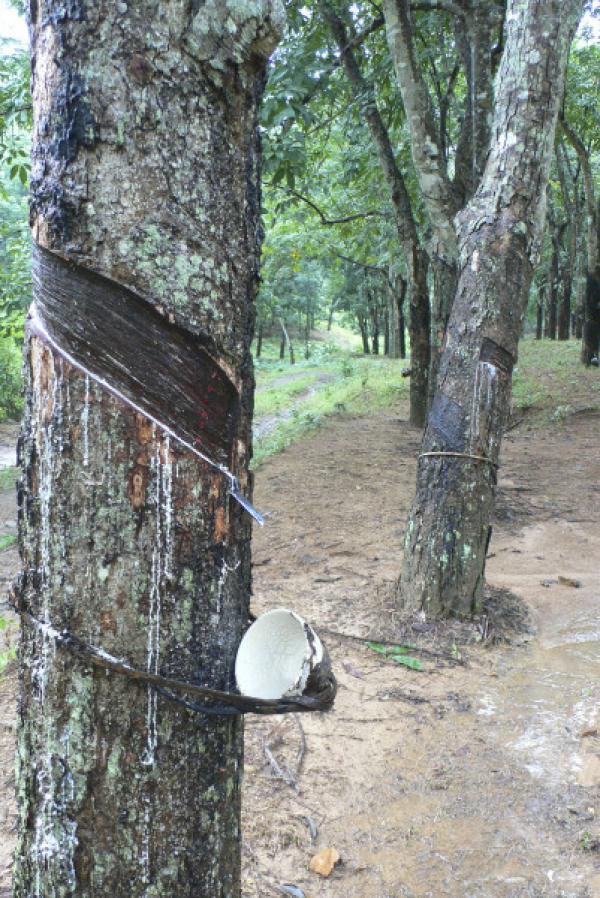 Un hévéa dans une plantation de monoculture à Hainan, en Chine. (Image: Chris Colvin)