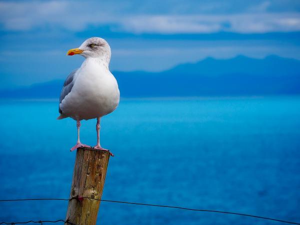 Les écologistes soulignent également que la zone sert de zone d'alimentation aux oiseaux migrateurs, dont certains ont un statut protégé. (Image : 12019 / Pixabay)