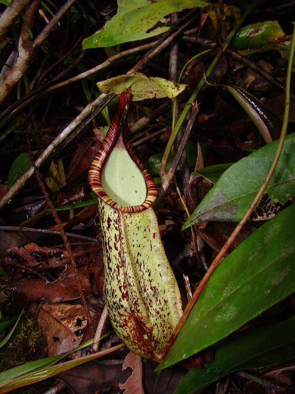 Une plante connue sous le nom de Nepenthes hemsleyan est connue pour utiliser sa structure concave pour refléter l'écholocalisation envoyée par les chauves-souris. (Image : Wikimedia Commons)