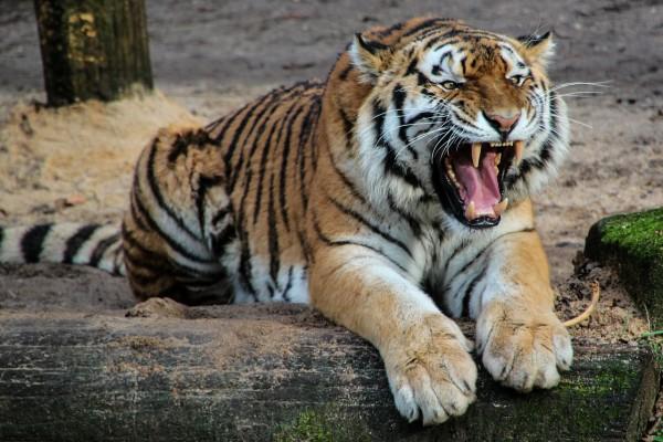 Ils bégayèrent et se rendirent vite compte : &quot;Nous sommes dans une tanière de tigre ! Les hommes s'enfonçaient plus profondément dans la grotte au fur et à mesure que le tigre rugissait. (Image : pixabay / CC0 1.0)