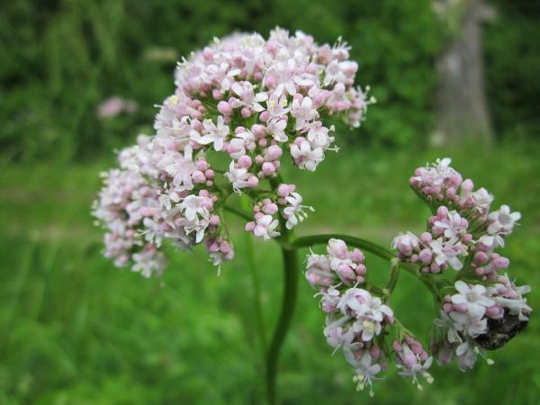 a racine de valériane est une herbe qui a été utilisée pendant des siècles pour soulager l'anxiété et initier le sommeil. Les personnes souffrant d'insomnie devraient en consommer juste avant l'heure du coucher. (Image: WikimediaImages / Pixabay)