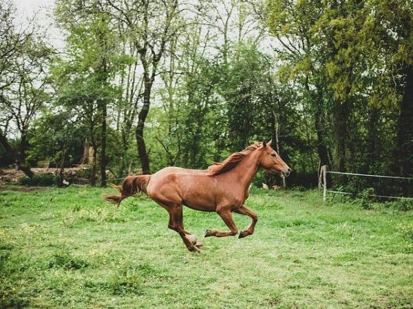 Un vieillard perd son cheval à la frontière, mais n’est-ce pas un mal pour un bien ? (Image : BioPic Photos / Pixabay)