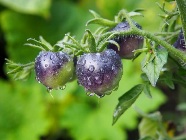 La plupart des gens ne savent pas, mais les tomates bleues ne sont pas des légumes, elles appartiennent en fait à la famille des fruits, comme toutes les autres tomates aussi (Image: Flokine / Pixabay)