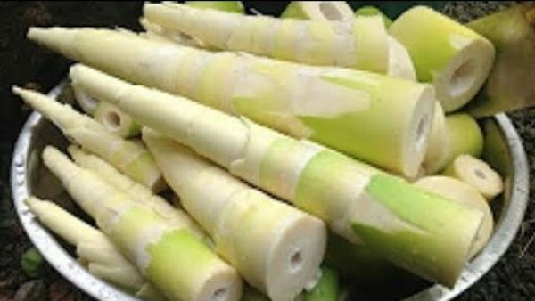 Les pousses de bambou contiennent des composés aux propriétés antioxydantes et anticancéreuses. (Image : Capture d'écran / YouTube)