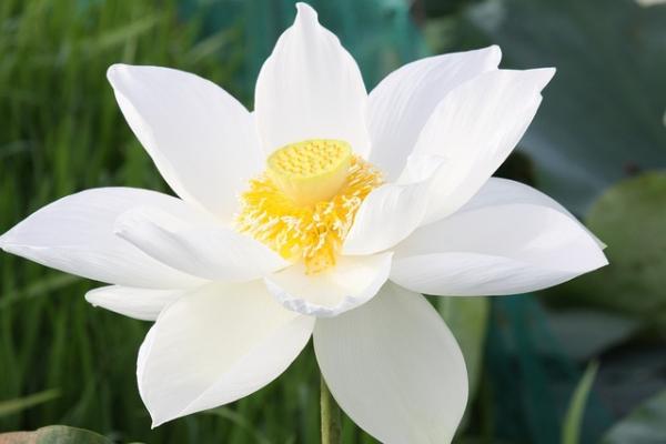 Rejeter la luxure, être pure comme une lotus blanche. (Image : 该图片由 / Phán Nguyễn /在 / Pixabay /上发布)