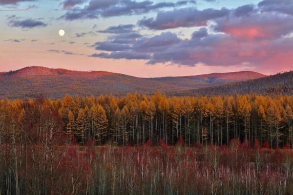 Forêt de mélèzes du Daxinganling à Heilongjiang. (Image : Wikimedia / Charlie fong / CC BY-SA 4.0)