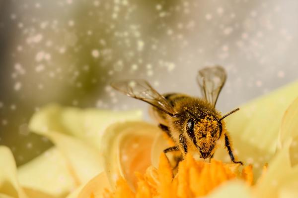 Dans la ville d'Utrecht, aux Pays-Bas, de nombreux toits d'abris bus sont recouverts de plantes. Cela a été fait pour encourager la croissance des populations d'abeilles mellifères dans la région. (Image: Myriams-Fotos / Pixabay)