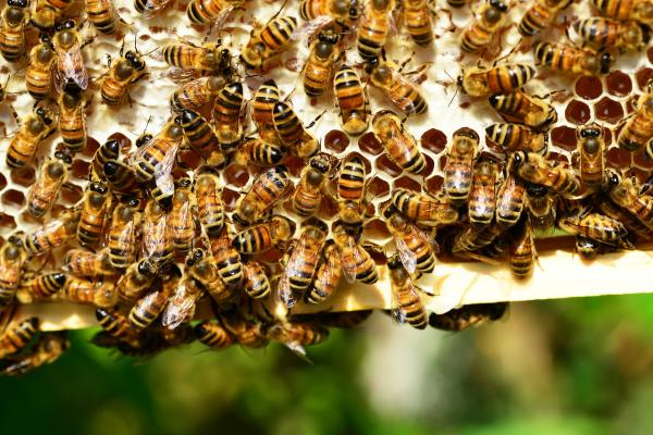 Aux États-Unis, les colonies d'abeilles domestiques sont expédiées dans tout le pays tout au long de l'année pour polliniser nos cultures alimentaires. (Image : Capture d'écran / YouTube)