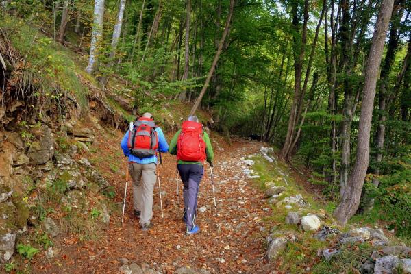 Les vertus de la marche en forêt sont multiples et favorisent la production d’endorphines et de dopamines, ces fameuses « hormones du bonheur ». (pixabay)