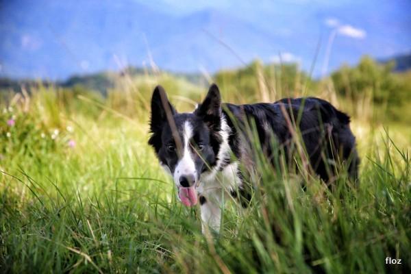 Le chien de Jean François, Mila. (Image : Avec l'autorisation de Florence Zumello)