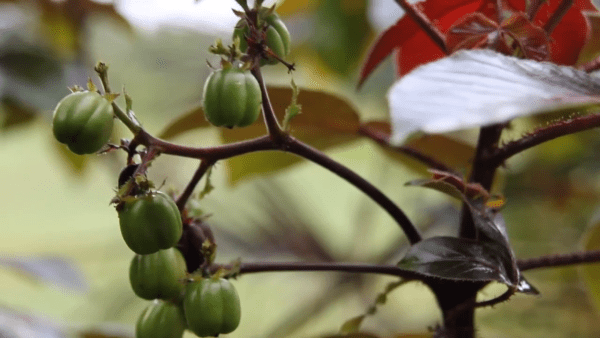 Selon les estimations, environ 25 % des médicaments utilisés dans la médecine moderne proviennent des plantes de la forêt tropicale humide. (Image : Capture d'écran /  YouTube)