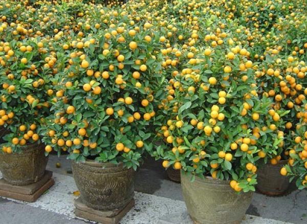  Kumquat. (Vision Times)