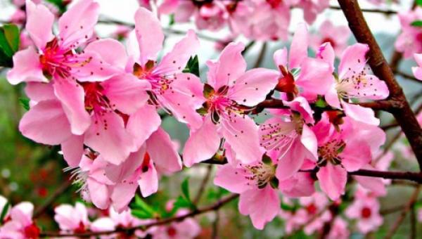 Les fleurs de pêcher. (Vision Times) 