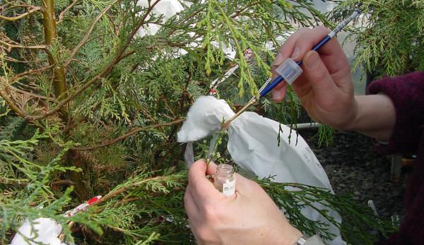 Dans certaines régions de Chine, il s’avère que les agriculteurs pollinisent les fleurs à la main afin de les fertiliser et de produire des fruits. (Image: R6, Foresterie publique et privée, Protection de la santé des forêts via flickr CC0 1.0)