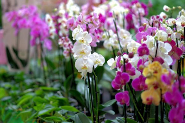 Les orchidées symbolisent la noblesse et l'érudition (Pixabay)