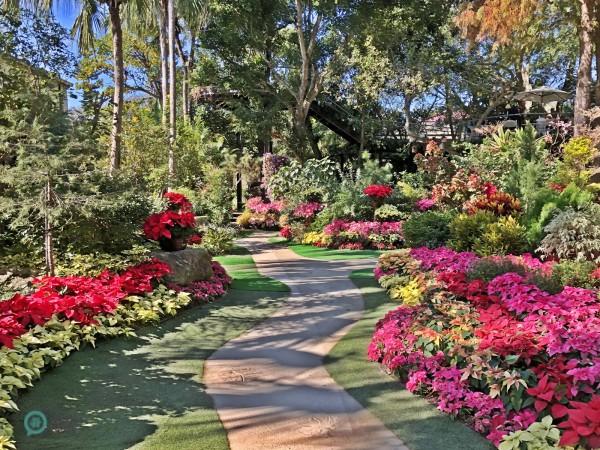 Une myriade de poinsettias agrémente le domaine floral pour créer une ambiance chaleureuse de Noël. (Image: Billy Shyu / Vision Times)