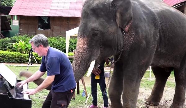 Beaucoup d'éléphants semblent bouger la tête au rythme de la musique. (Image: Capture d'écran / YouTube)