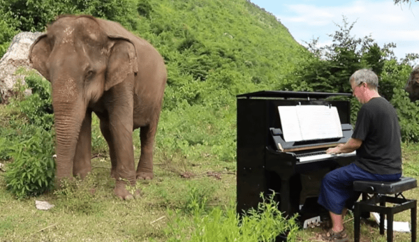Les éléphants aveugles et blessés, à Elephants World en Thaïlande, peuvent écouter du piano. (Image: Capture d'écran / YouTube)