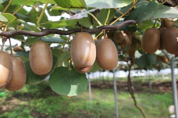 Le kiwi est riche en vitamine C, essentielle pour la prévention du rhume. (Image : idaun / Pixabay)