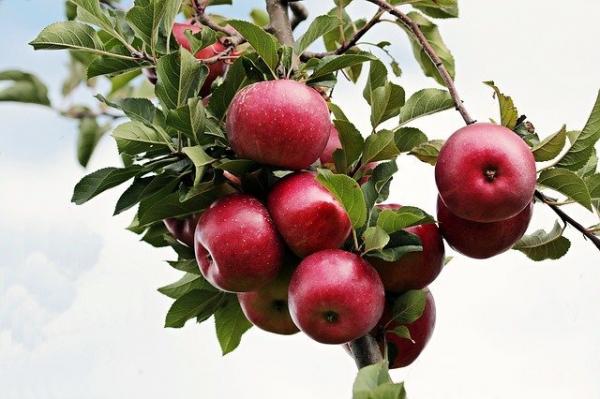 La pomme est riche en zinc, un élément essentiel pour booster la mémoire et développer le cerveau. (Image : S. Hermann &amp; F. Richter / Pixabay)