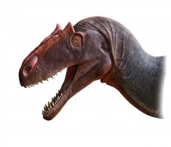 Allosaurus jimmadseni, une nouvelle espèce de dinosaure découverte dans l'Utah, possède une crête distinctive qui va des yeux au nez. (Image: Andrey Atuchin)