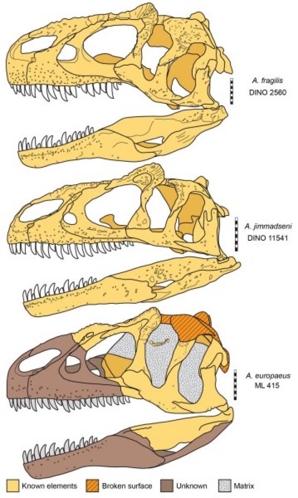 Trois espèces d'Allosaurus. (Image: Chure et Loewen Peerj (2020)