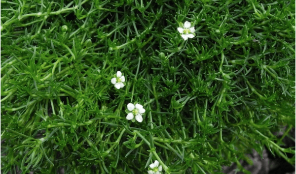 La mousse d'Irlande est excellente pour la santé. (Image : twogreenthumbs.com)