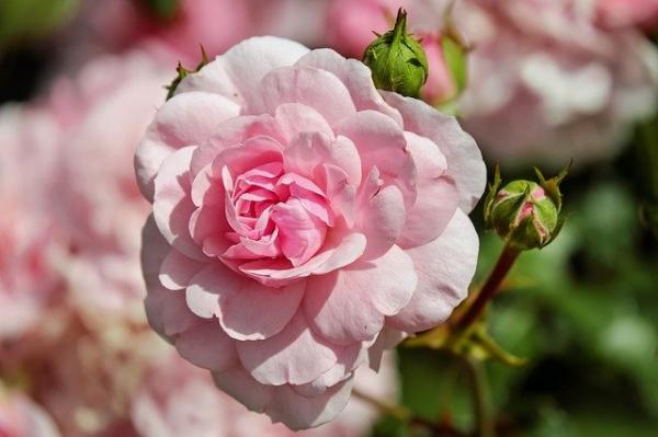 Le renforcement de la mémoire n’est que l’un des avantages potentiels de l’aromathérapie à la rose. (Image : Pixabay)