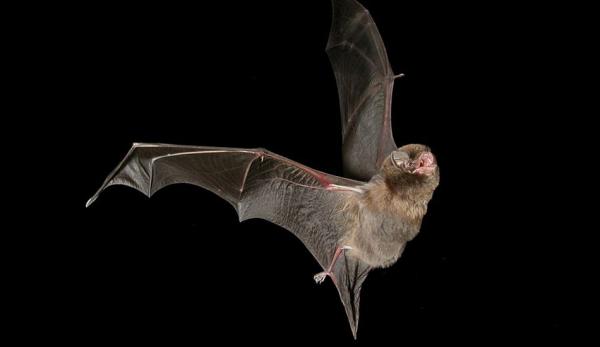 Le virus proviendrait des chauves-souris. (Image : Steve Bourne / wikimedia / CC BY-SA 4.0)