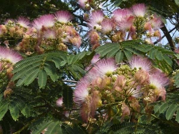 Un style d’oreiller populaire dans la Chine ancienne était fabriqué à partir de plantes médicinales broyées que l’on enveloppait dans un sac de soie. (Image : Capture d’écran / YouTube)