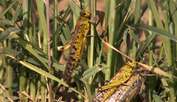 Plusieurs pays d’Afrique de l’Est font face à une invasion de criquets pèlerins , jugée la pire depuis des décennies. (Image : Capture d’écran / YouTube)