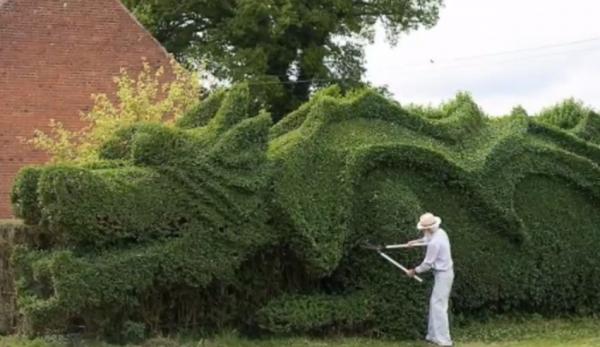 John Brooker, un habitant de la localité d’East Rudham en Angleterre, a passé près de 13 ans à transformer une haie en topiaire dragon. (Image : Capture d’écran / YouTube)