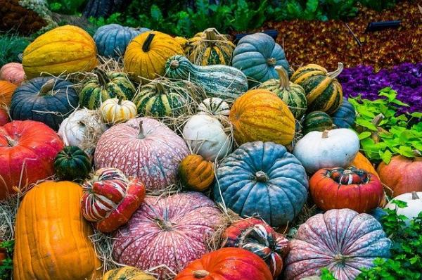 Le potiron est l'un des aliments à privilégier en automne. (Image : Maxx Girr / Pixabay)